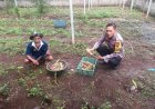 Bhabinkamtibmas Polsek Cikedal Polres Pandeglang Aktif Sosialisaikan Program Ketahanan Pangan