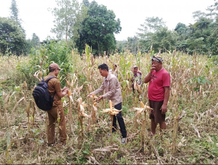 Panen Jagung Dilahan Gempita Pandeglang, Guna Mendorong Swasembada Pangan Indonesia