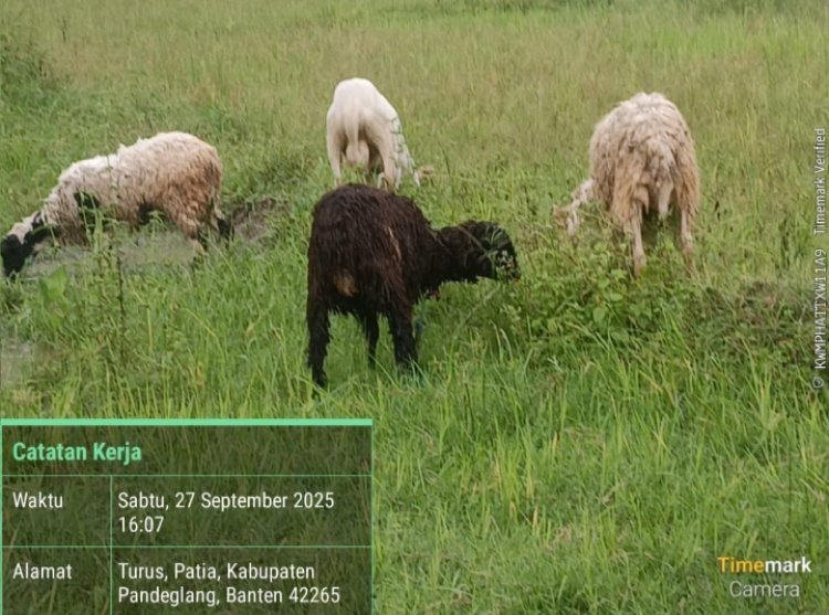 GWI Siap Kawal Dugaan  Katapang  Didesa Turus Kecamatan Patia Ada Markup Untuk Kantong Oknum Pribadi