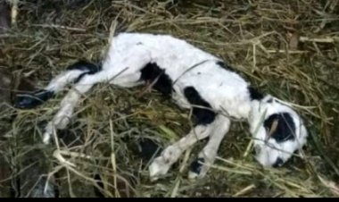 Jejak “Kambing Misterius” di Balik Program Ketapang Desa Pangkalan, Ketua GWI: Uang Negara Bukan untuk Dipermainkan!