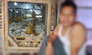 Empat Kandang Ayam di Panimbang Diduga Ilegal, Bertahun-Tahun Tak Tersentuh Hukum.