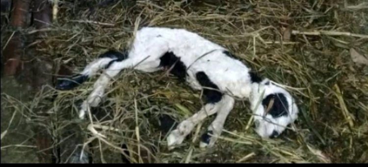 Jejak “Kambing Misterius” di Balik Program Ketapang Desa Pangkalan, Ketua GWI: Uang Negara Bukan untuk Dipermainkan!