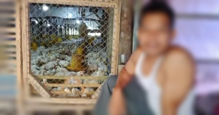 Empat Kandang Ayam di Panimbang Diduga Ilegal, Bertahun-Tahun Tak Tersentuh Hukum.